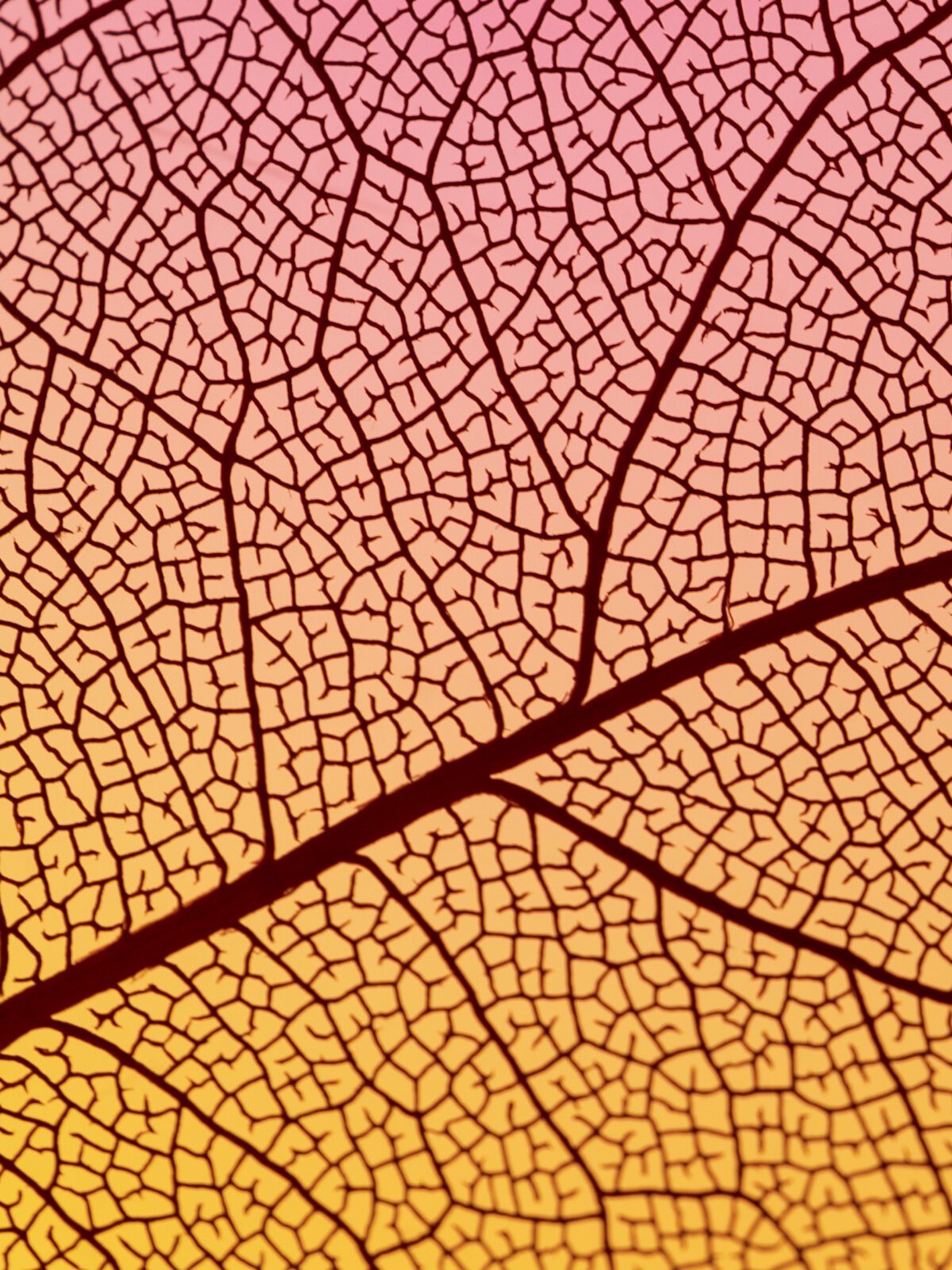 SEO per chi non vende online: quando il posizionamento genera contatti, non carrelli