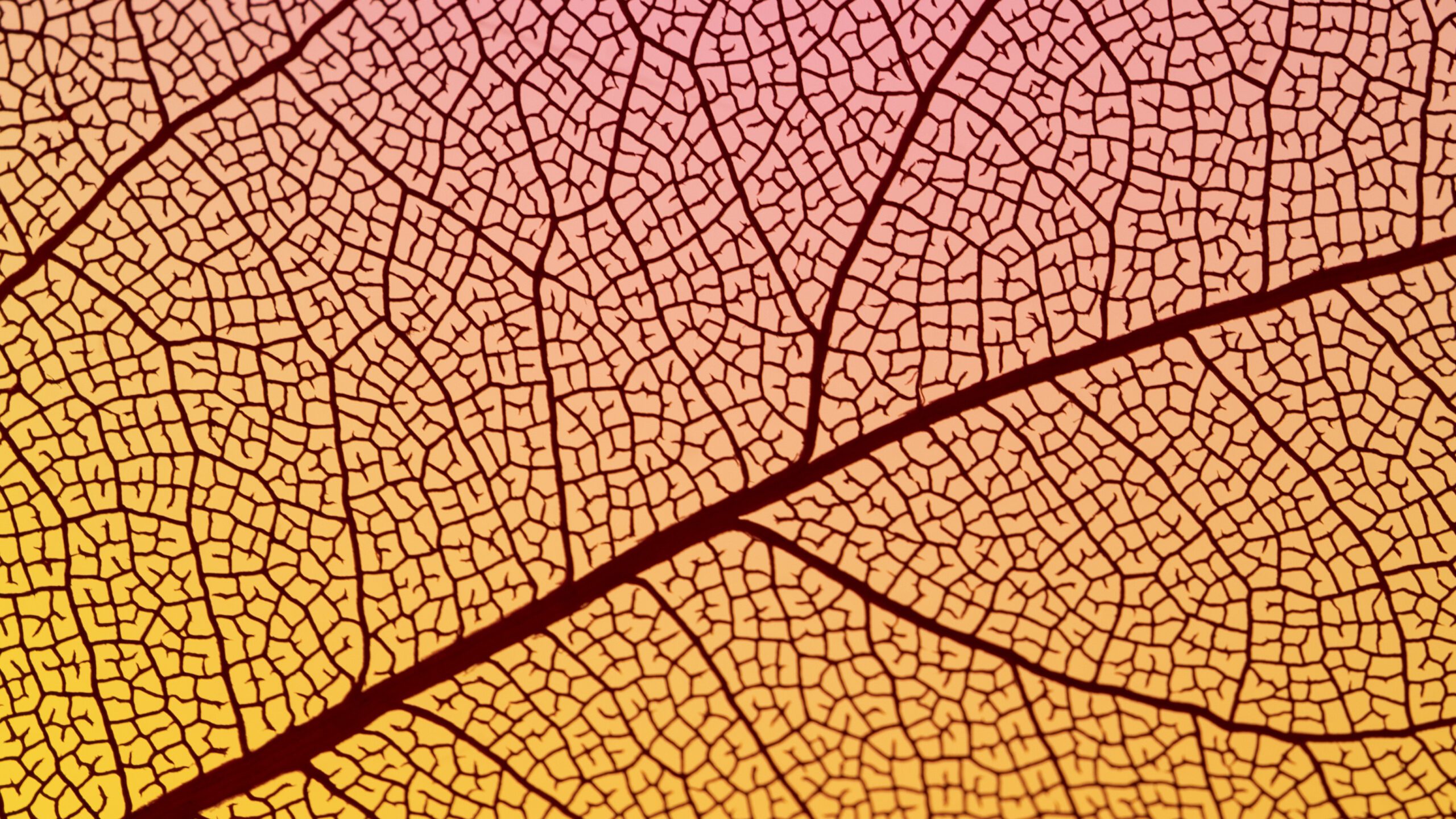 SEO per chi non vende online: quando il posizionamento genera contatti, non carrelli